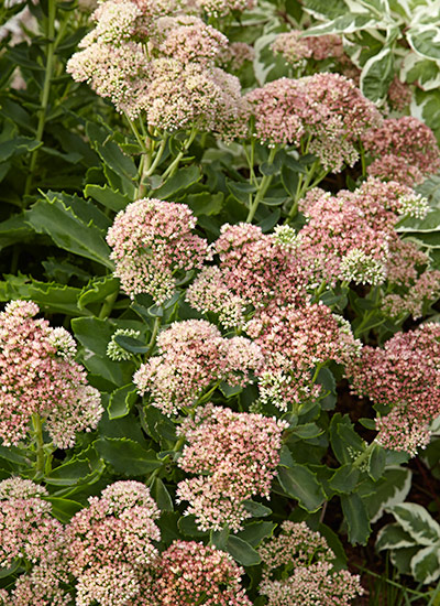 ‘T Rex’ tall sedum (Hylotelephium hybrid)