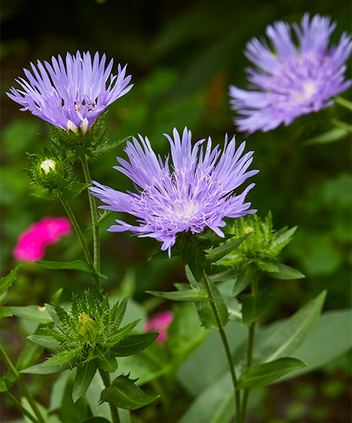 Stoke's Aster flower: ‘Blue Frills’ Stokes’ aster works well in borders or container gardens.