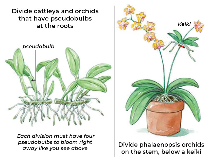 Illustration showing how to divide different types of orchids