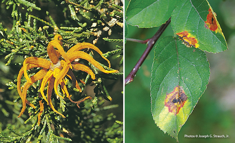 Cedar apple rust: In spring the galls swell on Eastern red cedar, turn orange, and release spores. (Left) When those spores find the foliage of an apple tree, spots of orange rust grow on the leaves during the summer.  (Right) 
