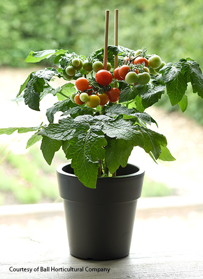 Siam tomato (Solanum lycopersicum)