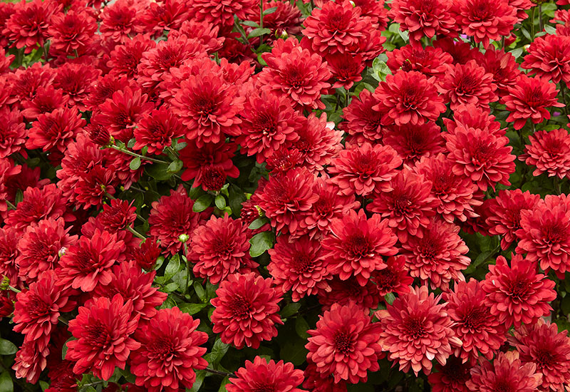 ‘Five Alarm Red’ garden mum (Chrysanthemum x morifolium)