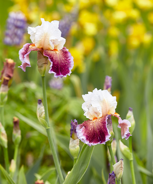 Bearded Iris blooms: ‘Care to Dance’ bearded iris has beautiful blooms.