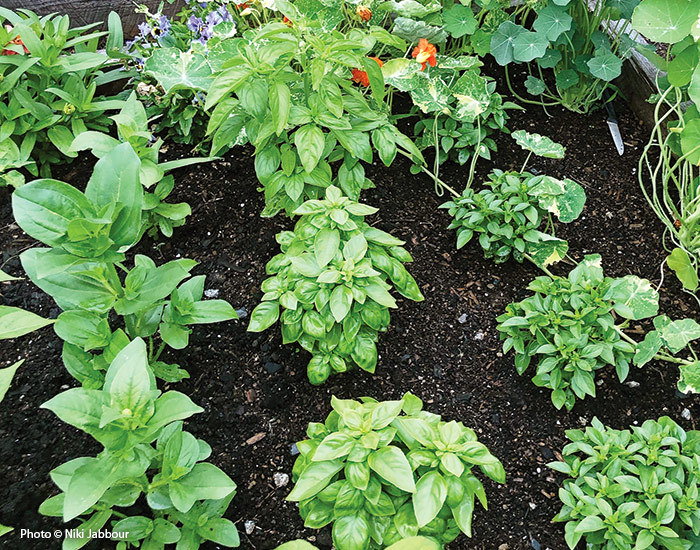 Different types of basil growing in garden: I often plant different types and varieties of basil together in my raised beds. Here, rows of ‘Everleaf’ and ‘Spicy Globe’ are planted along with zinnia and nasturtiums.