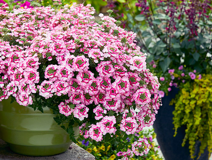long-lasting-annuals-for-your-garden-Verbena-endurascape-pink-fizz-lead: EnduraScape™ verbena is a long-lasting annual for containers and comes in several varieties including Pink Fizz, shown here.