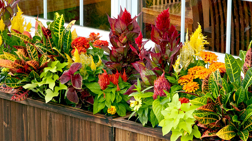 colorful-foliage-windowboxes-pv2: Bright celosia plumes and colorful croton leaves create a bold plant combination.
