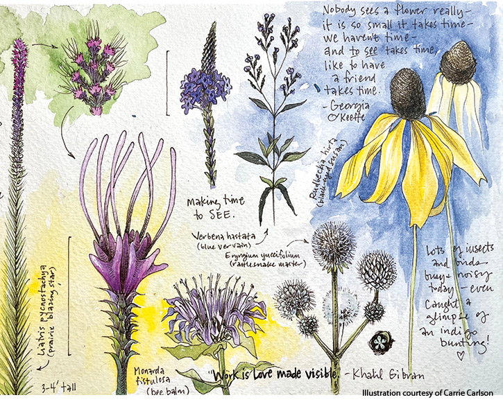 Carrie Carlson Garden Journal Illustrations: Nature illustrations and notes from Carrie Carlson's garden journal.