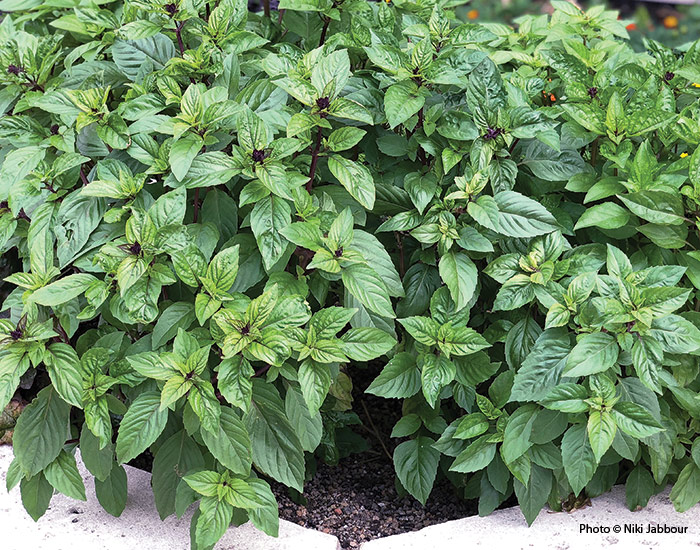 Thai basil by Niki Jabbour: Thai basil adds a touch of color to the vegetable garden with it's purple stems and buds.