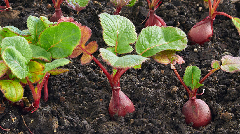 Radishes growing in the ground: Radishes are easy to sow directly in the soild in spring or fall