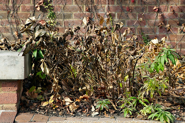Dead peony foliage in fall: Dead peony foliage in fall can be unsightly and also harbor disease if left through winter.