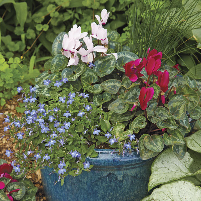 Spring container planting with cyclamen and lobelia: Lobelia makes a great spiller flower in this container planting.