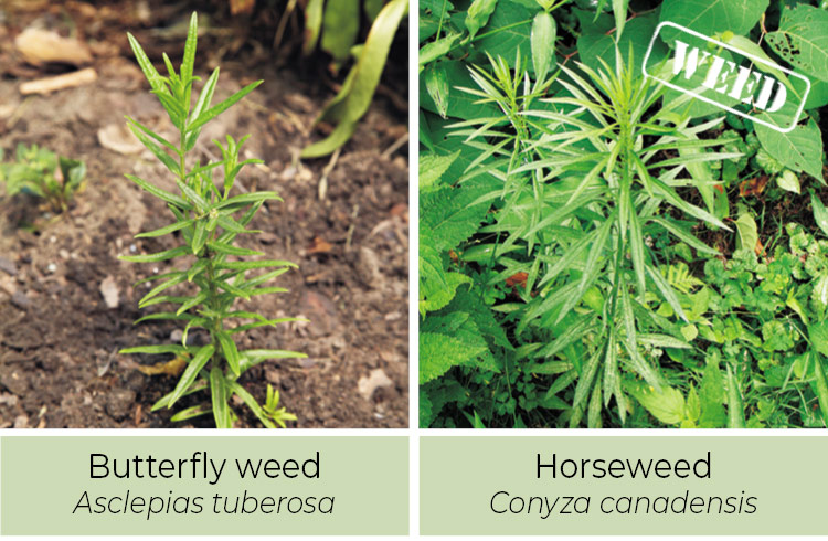 Butterfly Weed and Horseweed comparison: Butterfly weed leaves have a smooth edge.