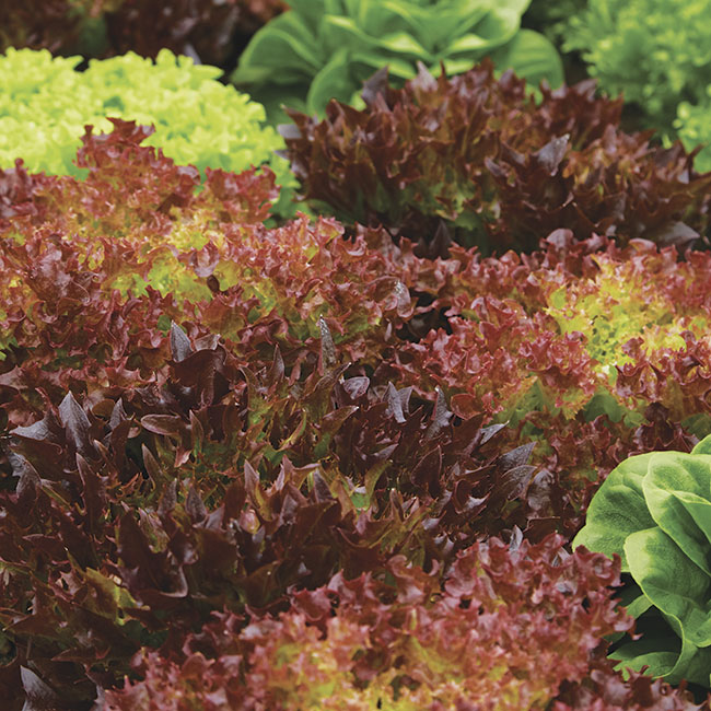 172-fall-harvest-veggies-lettuce: Lettuce is fast-growing and you can get harvests in just a few weeks