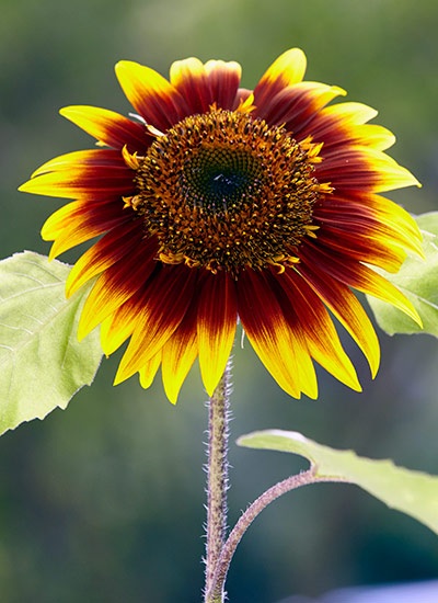 ‘Royal Flush’ sunflower (Helianthus annuus)