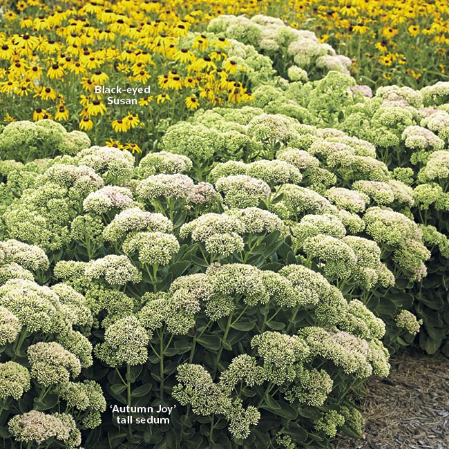Tall sedum and black-eyed-susan in a garden border: Tightly packed clusters of these tall sedum flowers-in-waiting create an interesting texture in the garden.