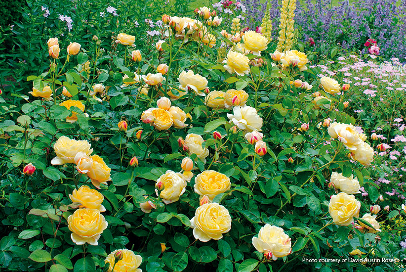 plant-guide-roses-for-every-situation-charlotte-fragrance