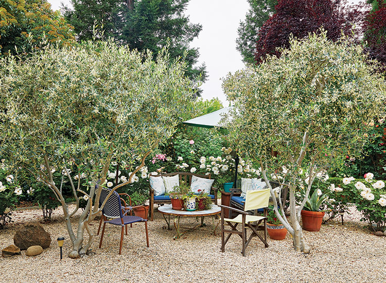 Olive lounge in the rose garden:Adding container groupings near the outdoor furniture helps connect the planting and seating areas.
