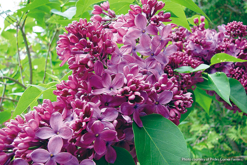 Lilac (Syringa vulgaris ‘Yankee Doodle’)