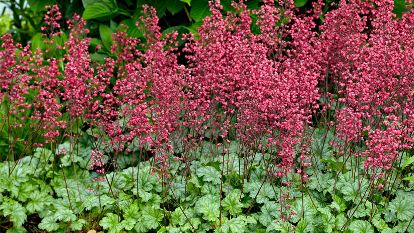 fp-pg-reblooming-plants-pv2: 'Paris' coral bells are a reblooming variety that provides lasting color in the garden. ‘Paris’ continually flowers from early summer to frost in USDA zones 4 to 9 with rose-colored flowers that stand 14 inches tall.