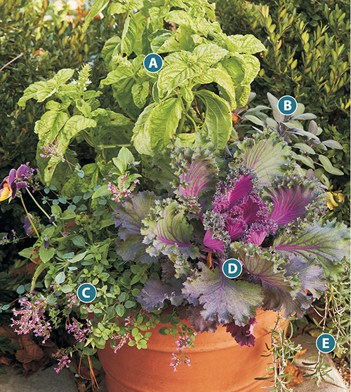 container-herb-garden-ideas-lettered-plan-rosemary-sage-oregano-basil: This herb container has it all, including ornamental kale for added color.