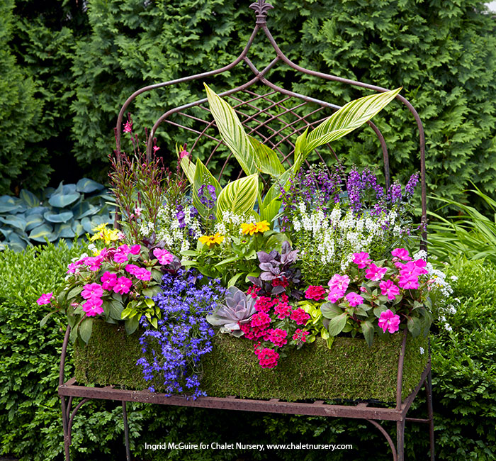 colorful-summer-container-ideas-canna-succulent-impations-verbena-lead: An easy way to design a container is to pick one main plant, like the canna here, and then build out from there, choosing plants that  descend in height down to the edges of the container.