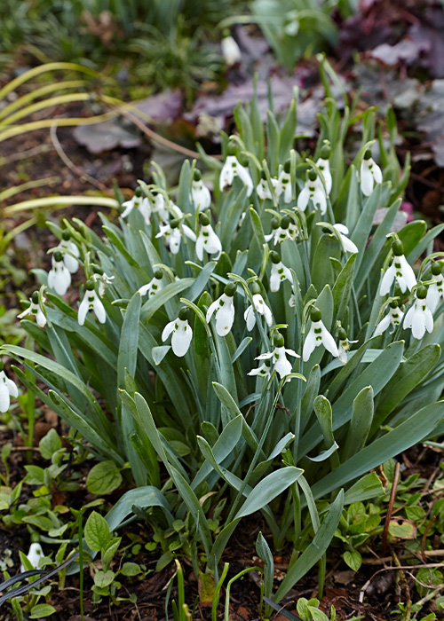 Snowdrops Galanthus: Snowdrops will spread after planting, making them a budget-friendly bulb choice.