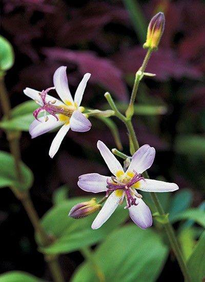 ‘Tojen’ toad lily (Tricyrtis hybrid)
