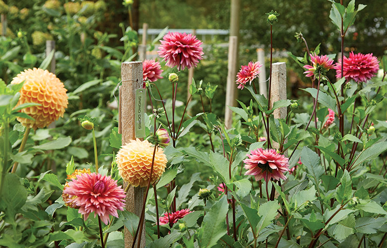 Dahlias growing in the garden: Dahlias are late-season showoffs in the garden and the backbone of gorgeous fall flower arrangements. 