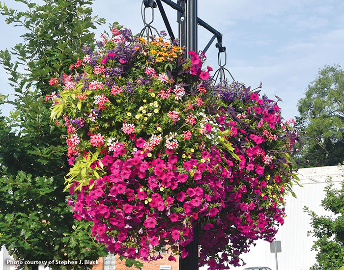 Hanging-basket-hacks-downtown-baskets-Stephen-Black-VA: Want lush hanging baskets like the ones above? Plant large baskets — at least 18 in. diameter — on the top and side. 