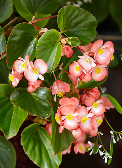 best-container-plants-Winged-begonia: Wing begonias are great container flowers for shade.