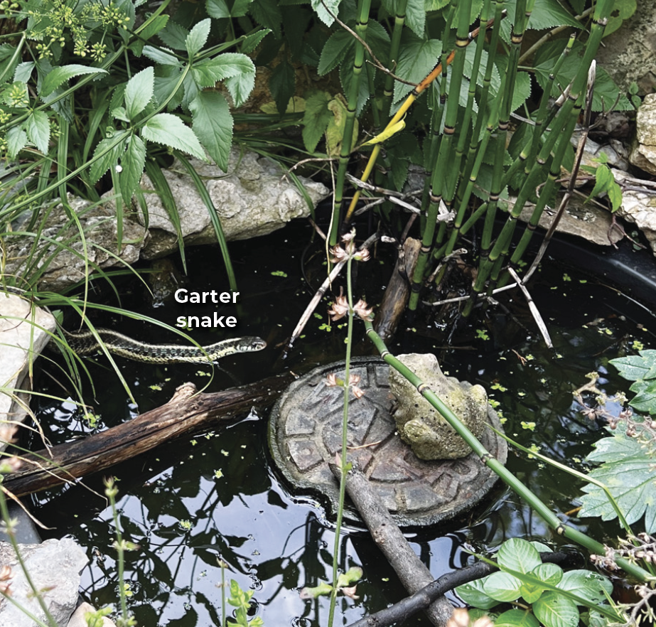 Garter snake in a pond: Even the tiniest pond can provide water, food, cover or a place to raise young for all sorts of creatures. Here, a young garter snake takes a swim and a drink while looking for lunch. Sticks, rocks and plants are bridges to dry land.
