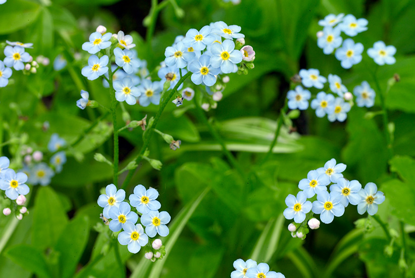 old-fashioned-favorite-flowers-forget-me-not