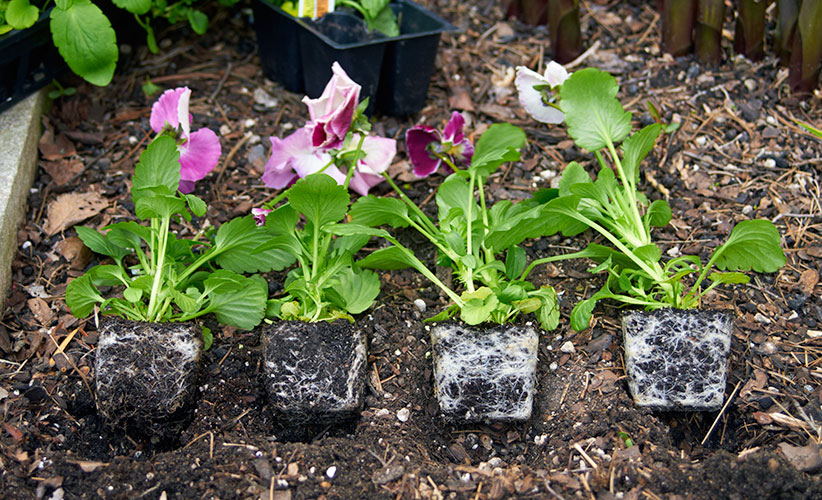 how-to-plant-pansies-spacing: Pack plants together so they show off  better. At 2 to 4 inches apart the plants will grow together and look like a large mass.