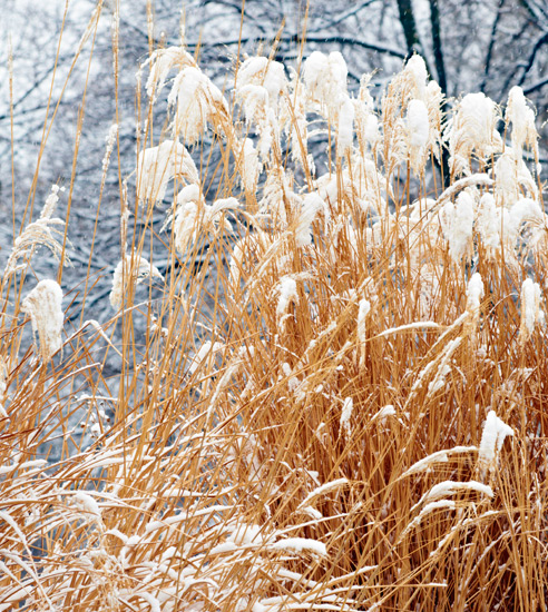winter-garden-grasses: Leave ornamental grasses through winter to add interest to your winter garden.