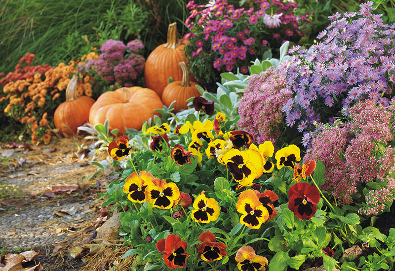 how-to-grow-pansies-lead: Pansies & asters like these will last several weeks in cool fall weather.