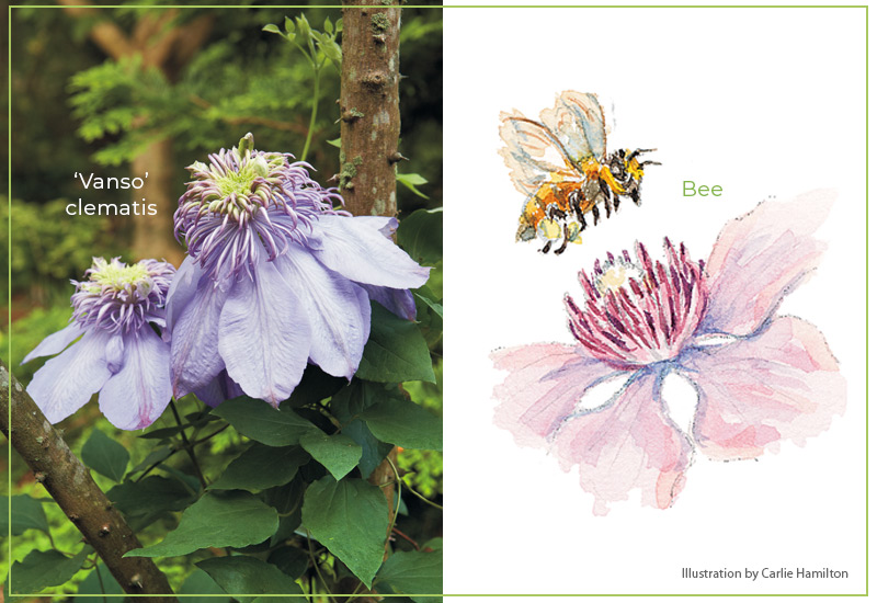 Flower-shapes-Showy-stamens-Bees-Clematis: Clematis have showy stamens that stand up over the base of the flower and attract bees for pollination.