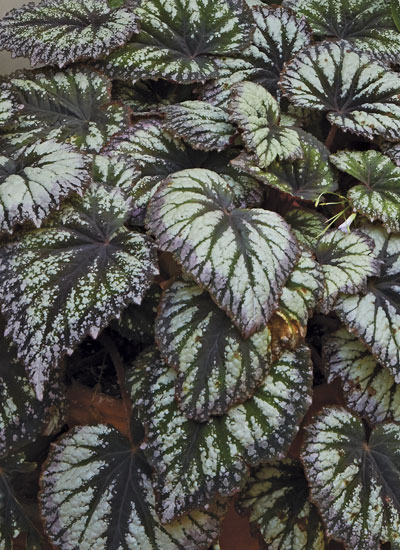 rex-begonia-fireworks: Rex begonias are a perfect foliage plant for containers in shade.