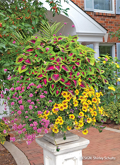 Shirley Shultz container: Coleus, globe amaranth and petunia make a colorful splash in this set of entry containers.