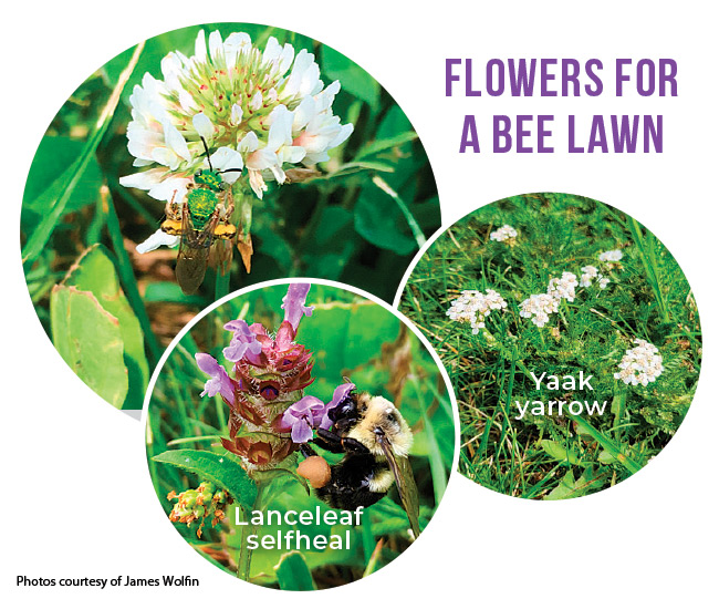 Flowers for a bee lawn including white clover, lanceleaf selfheal and yaak yarrow courtesy of James Wolfin: Flowers for a bee lawn include white clover, lanceleaf selfheal and yaak yarrow.