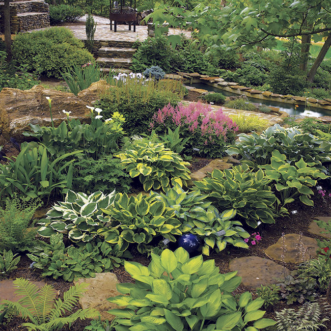 Hostas and Astilbe shade garden: Gardens with lots of one plant don’t need to be boring. Just mix different leaf colors and bloom times, like these clumps of hosta and astilbe.