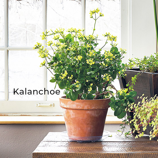 Kalanchoe (Kalanchoe blossfeldiana)