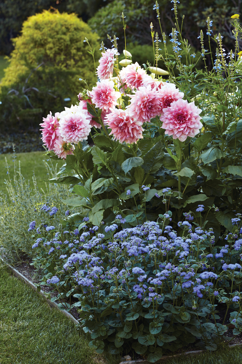 GG188 INFO 03 gajk0612 173995: 'Otto's Thrill' dahlia. Photo by Jack Coyier