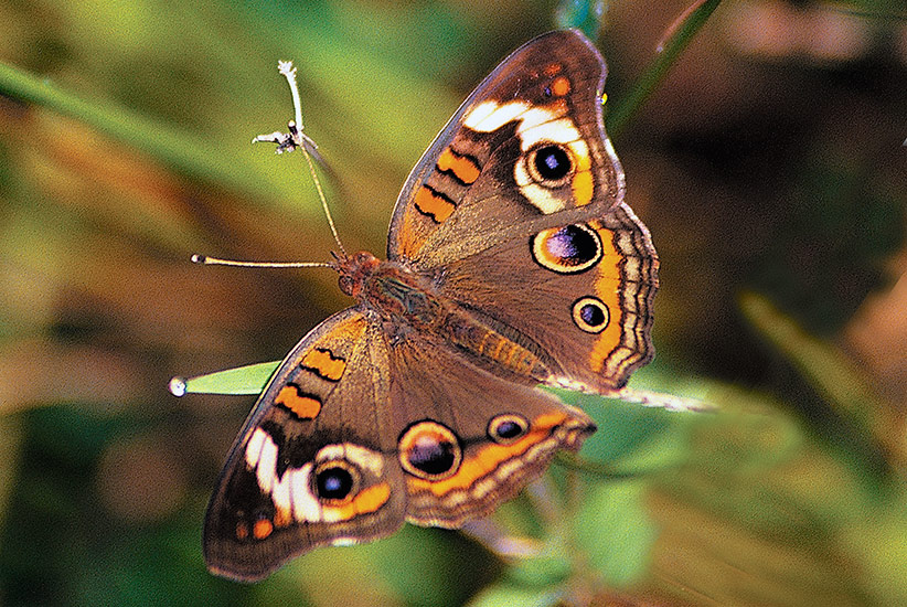 Common-backyard-butterflies-Common-buckeye-Junonia-coenia: To identify common buckeye butterflies, just look for the three eyespots on each set of wings