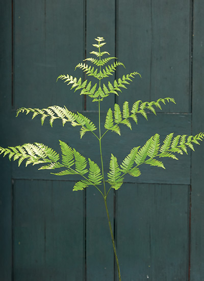 Royal fern (Osmunda regalis var. spectabilis)