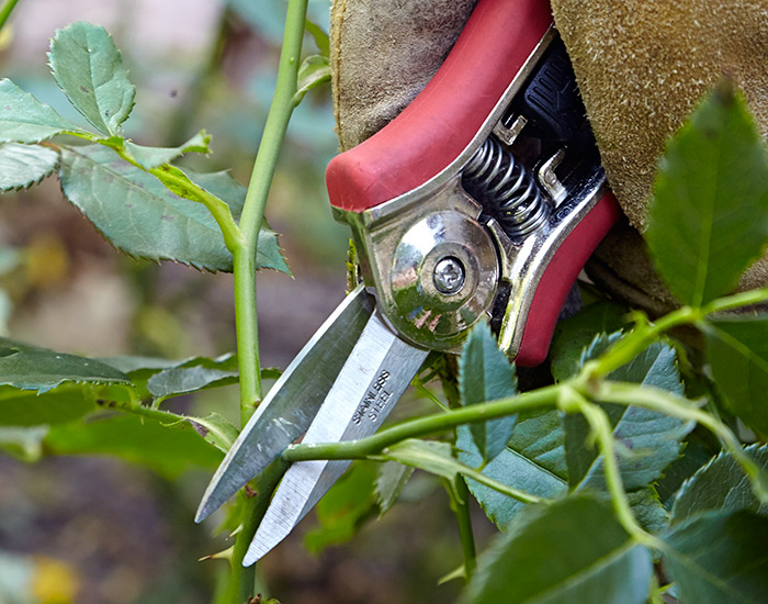 Needle Nose pruners: Needle-hose pruners work best on green stems and for deadheading.