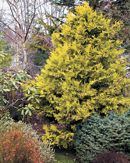 winter-color-plant-combination: A mix of conifers and heath plants add color and texture to a winter landscape.