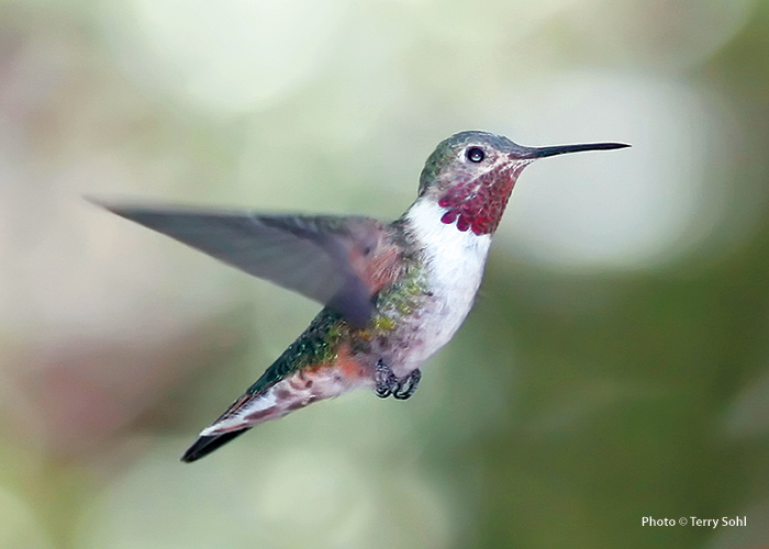 common-hummingbirds-Broad-tailed-hummingbird: Male broad-tailed hummingbirds wear bright rose-pink to red on their throat with a white breast.