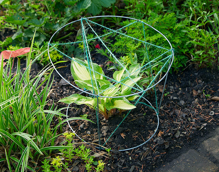 protect plants with tomato cages: Protect new or emerging plants in the garden with a tomato cage strung with twine.