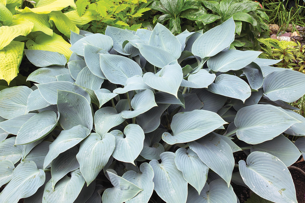 GG185QA 05 gaeo0216: You won't likely find actual vibrant blue hostas for sale, but there is a great selection of plants with blue foliage in softer hues, like this ‘Halcyon’ hosta.