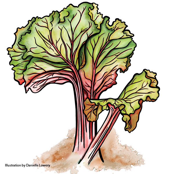 rhubarb illustration